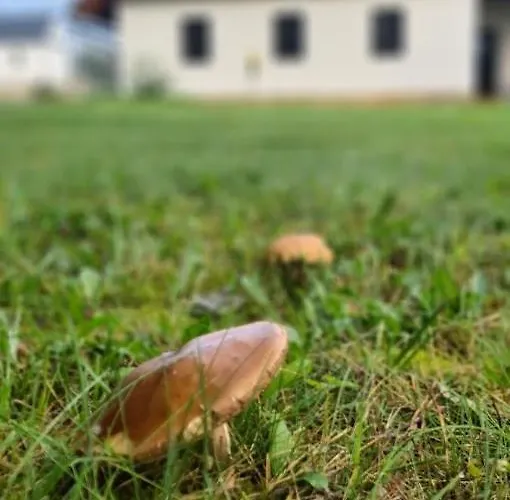 Apartman Habachalupa Šumperk