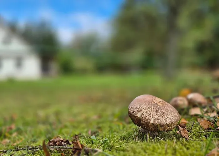 شقة Habachalupa *